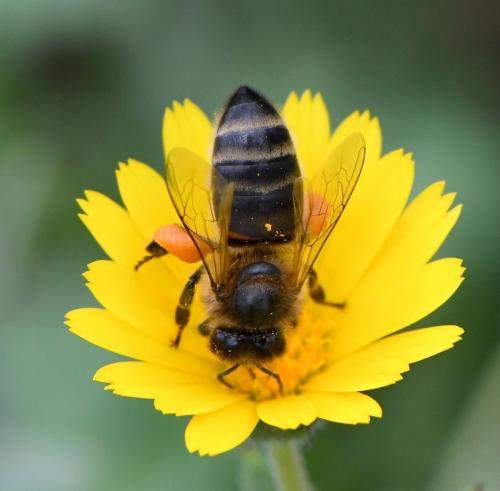 Réf. 246 841 : Apis mellifera